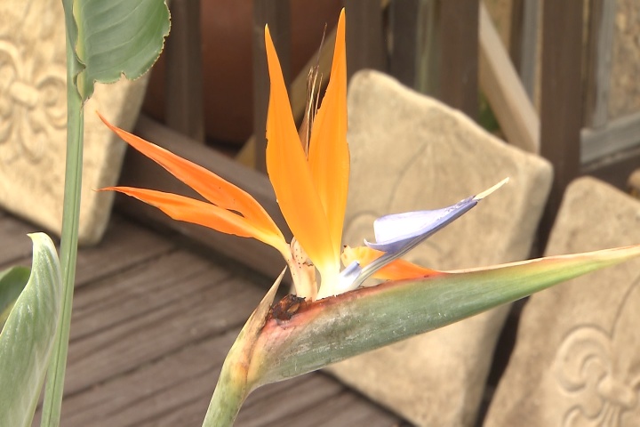 Bird of Paradise is attractive and tough tropical